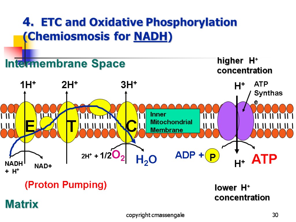 30 4. ETC and Oxidative Phosphorylation (Chemiosmosis for NADH) copyright cmassengale